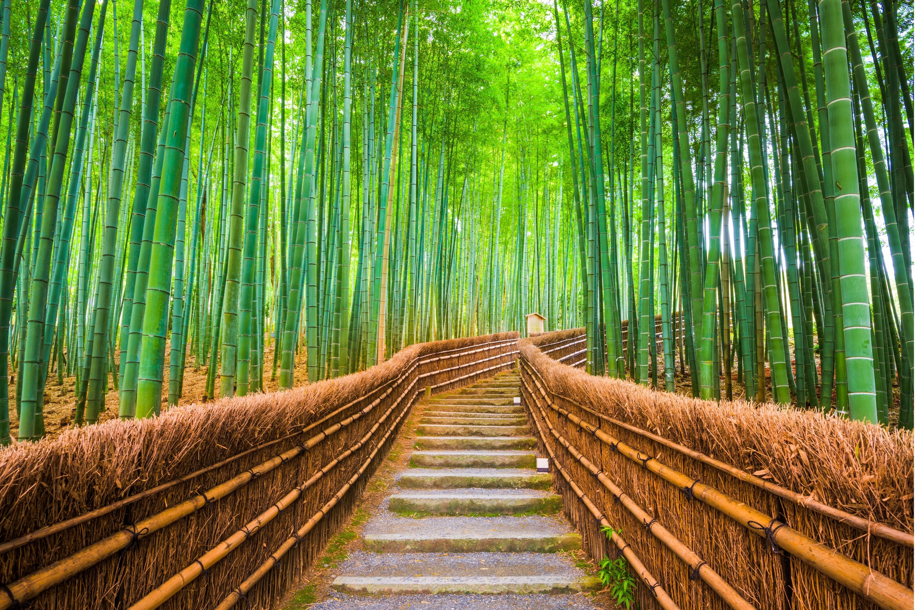 Japan | Tokyo • Kyoto • Osaka